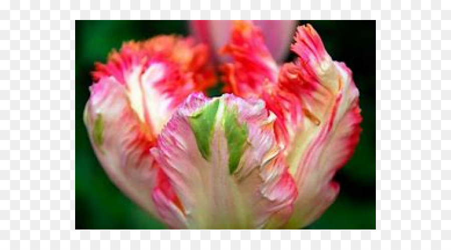 Fleur，Tulipes De Perroquet PNG