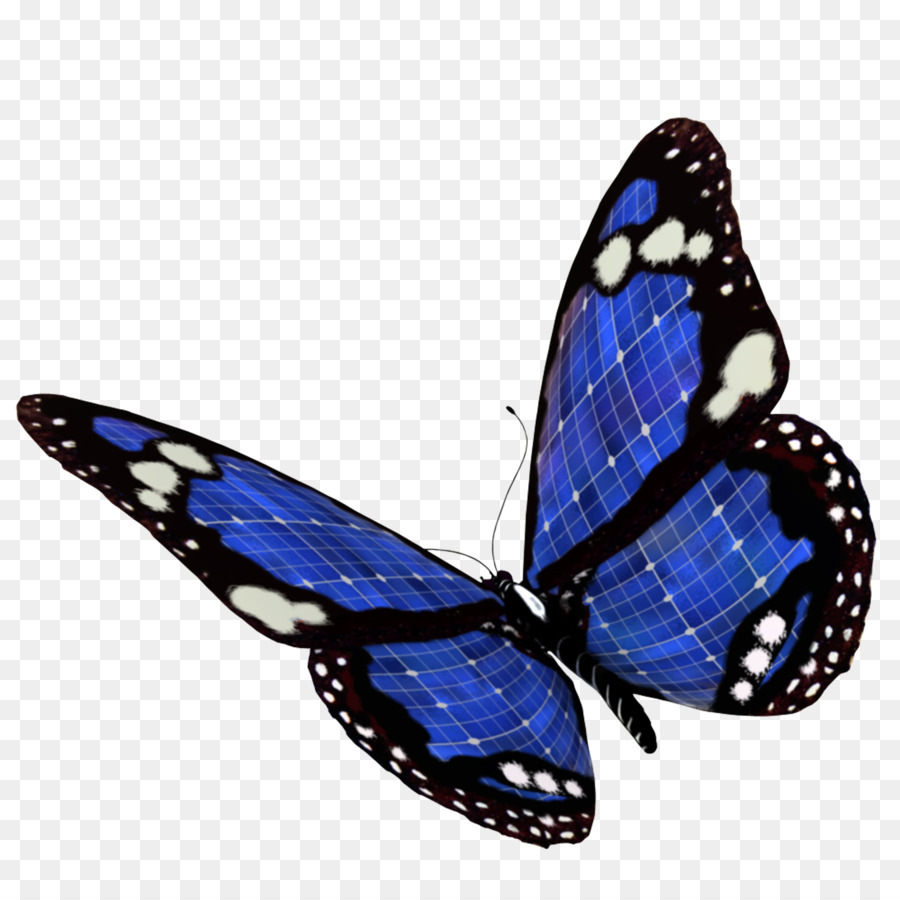 Papillon Bleu，Insecte PNG