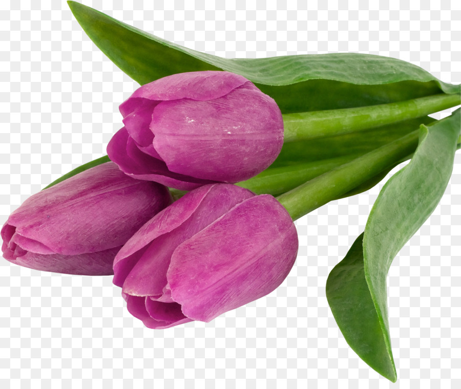 Tulipes Violettes，Tulipes PNG