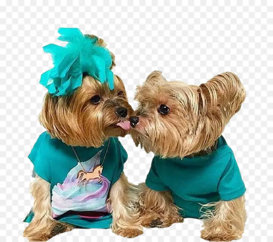 Chiens，Animaux De Compagnie PNG