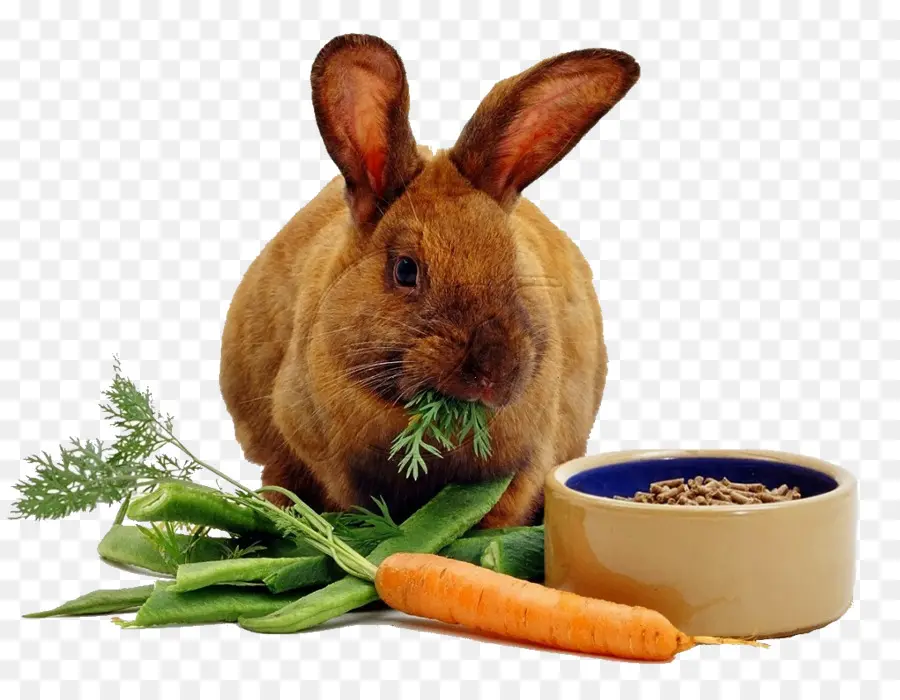 Lapin，La Carotte PNG