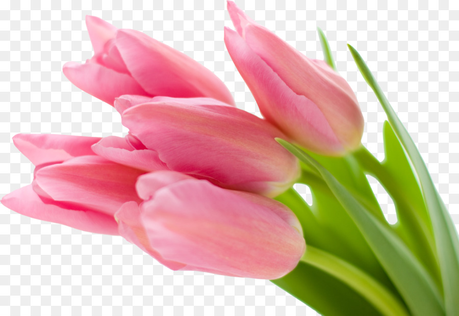 Tulipes，Rouge PNG