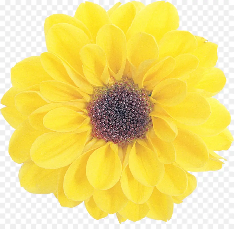 Fleur，Jaune PNG