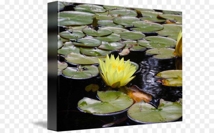 L étang，Les Plantes Aquatiques PNG