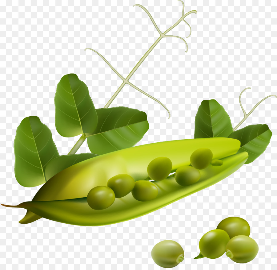 Pois Verts，Cosse PNG