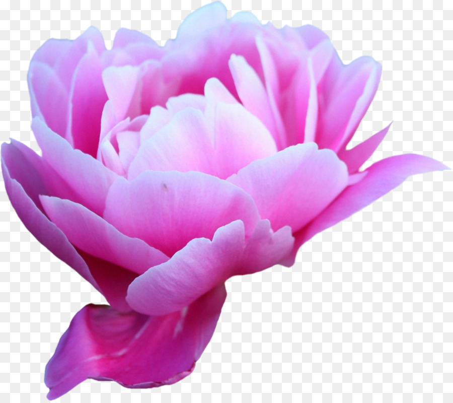 Fleur Rose，Fleur PNG