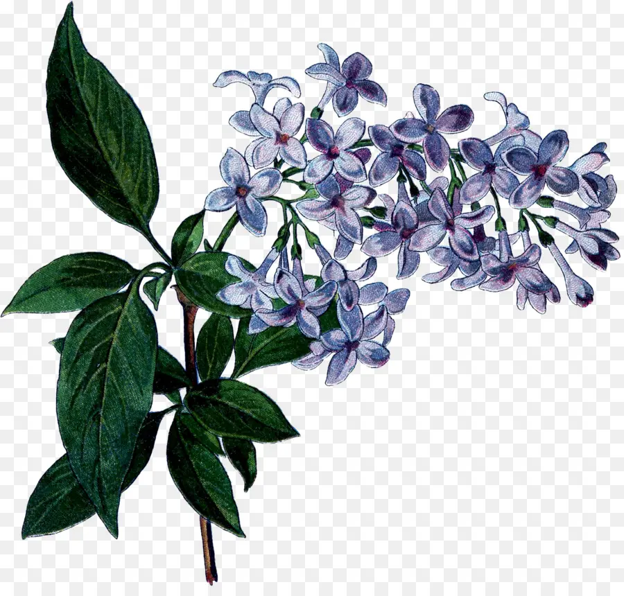 Fleurs Lilas，Violet PNG