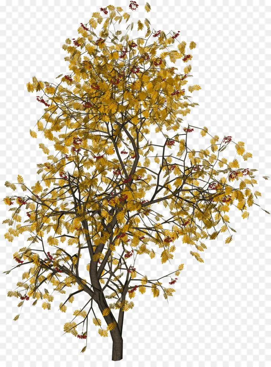 Arbre Jaune，Automne PNG