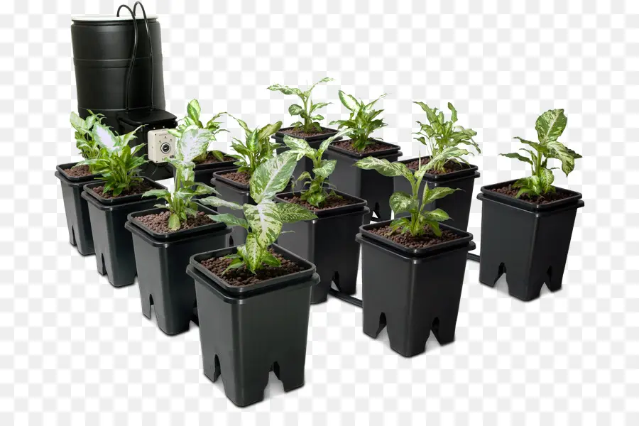 Plantes，Pots PNG