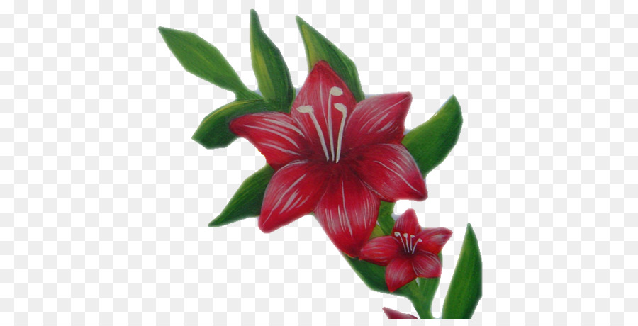 Hippeastrum，Fleur PNG