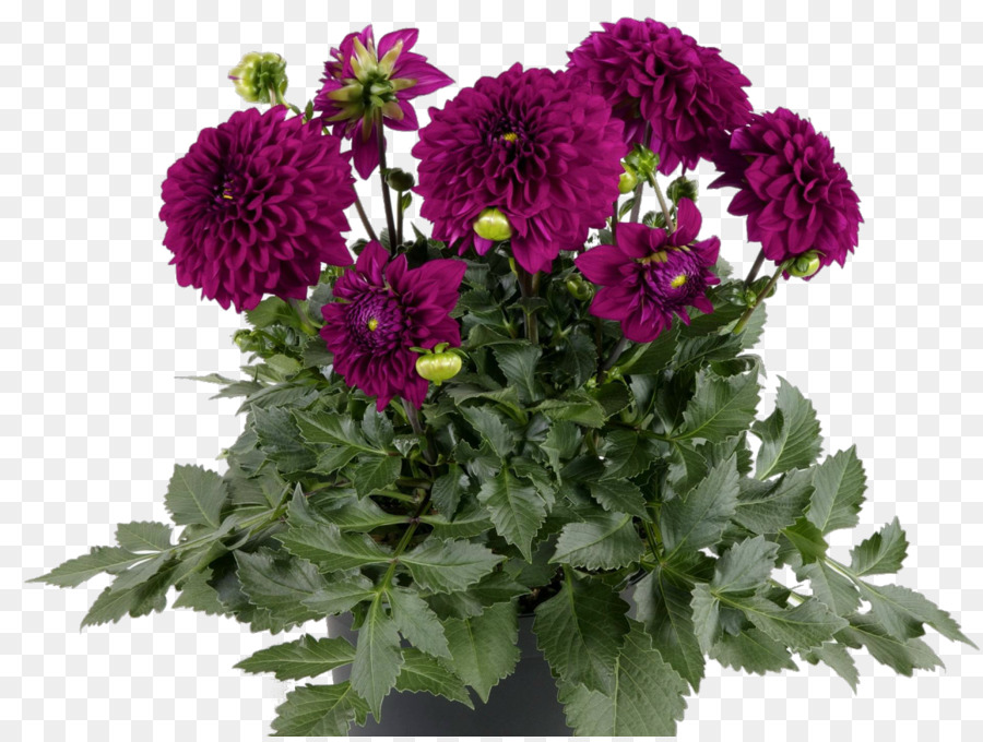 Dahlia，Fleur PNG