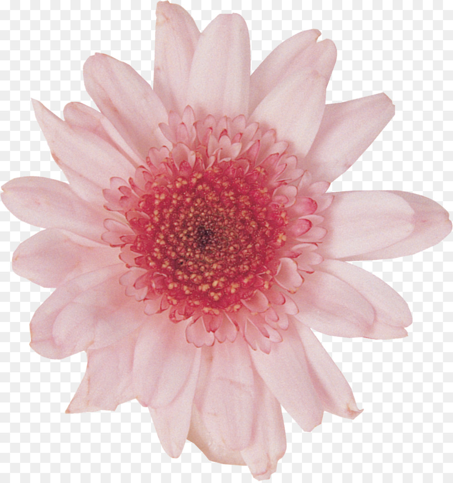 Fleur，Floraison PNG