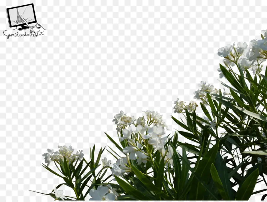 Fleurs Blanches，Fleurs PNG