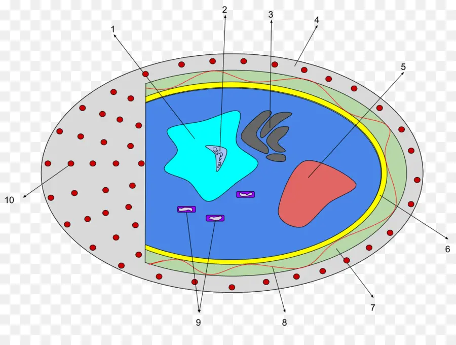 Diagramme De Cellules，Biologie PNG