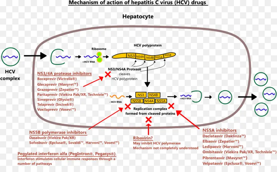 Sofosbuvir，Virus De L'hépatite C PNG