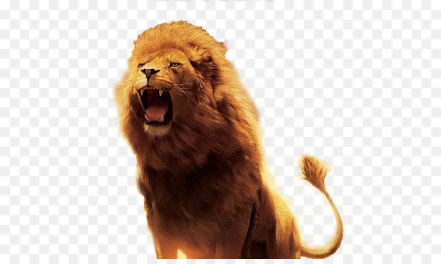 Lion，Rugissement PNG