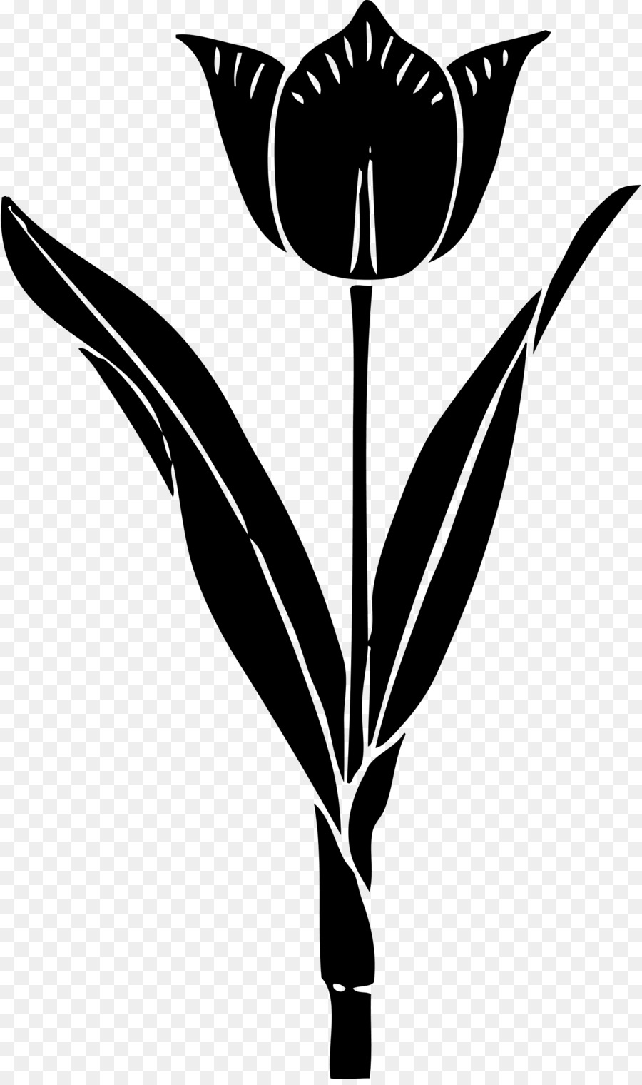 Contour De Tulipe，Simple PNG