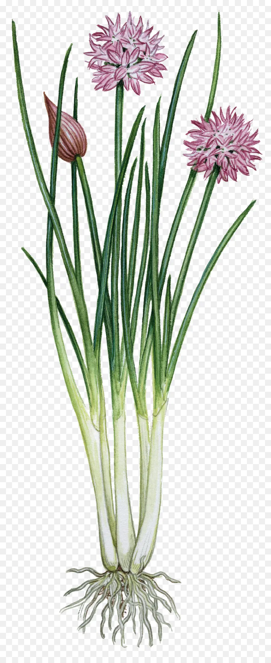 Plante，Herbe PNG