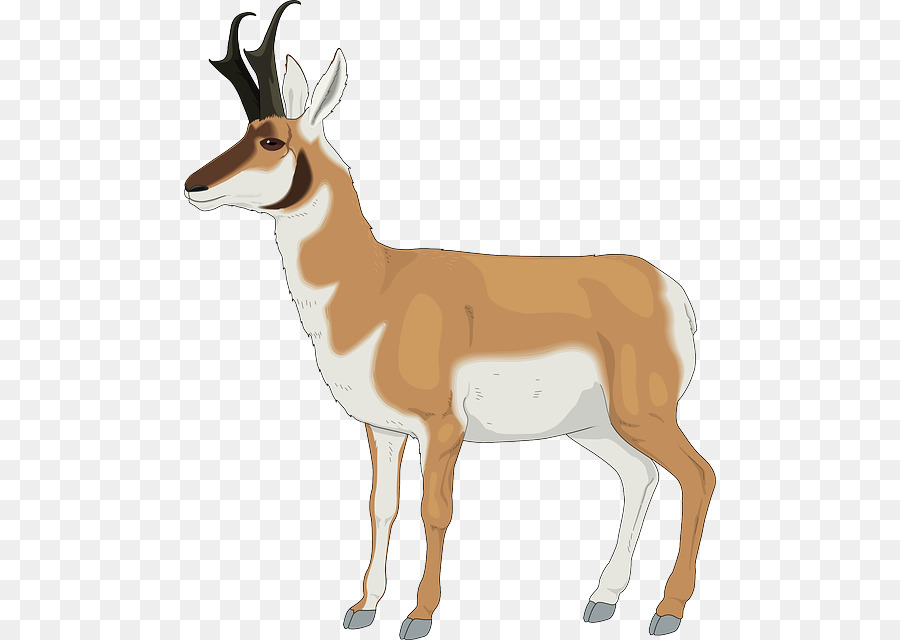 Cerf，Bois PNG