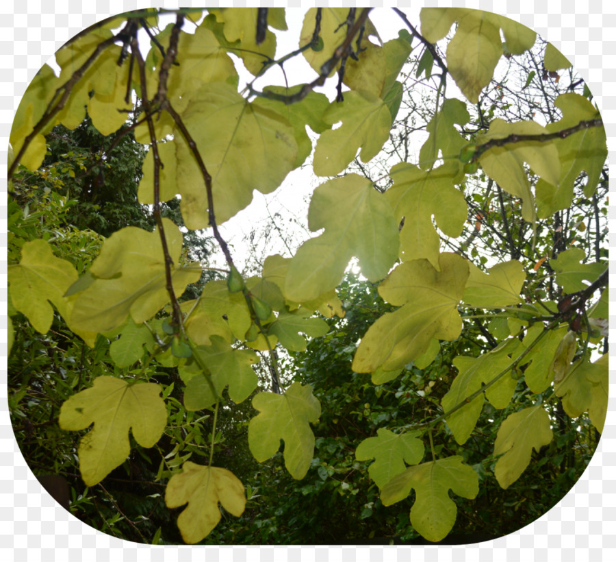 Arbre，Feuille PNG