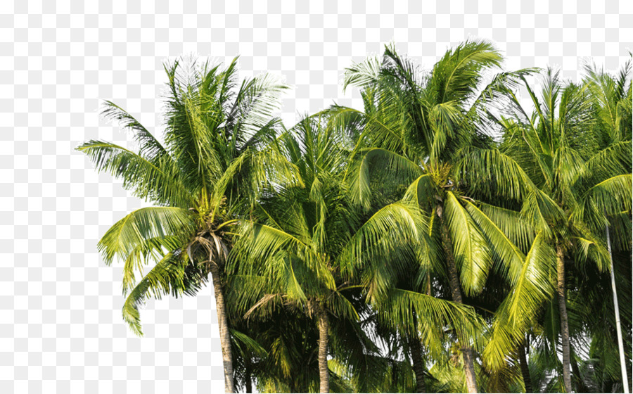 La Noix De Coco，Arecaceae PNG