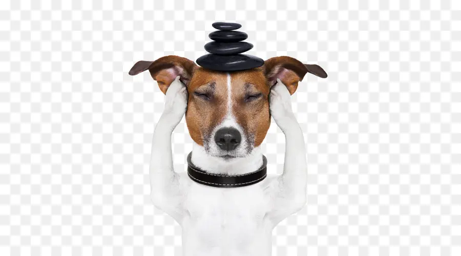 Chien Avec Des Pierres，Méditation PNG