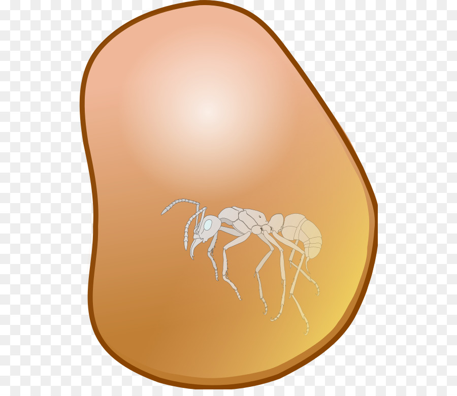 Kilobyte，Insecte PNG