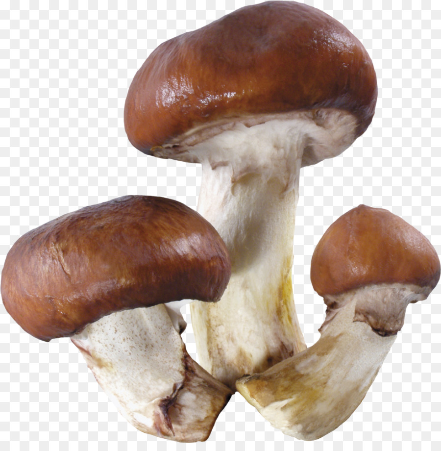 Champignons，Champignon Comestible PNG