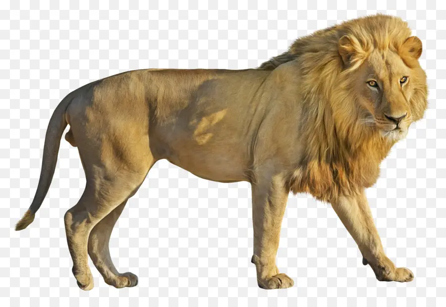 Lion，Rugissement PNG