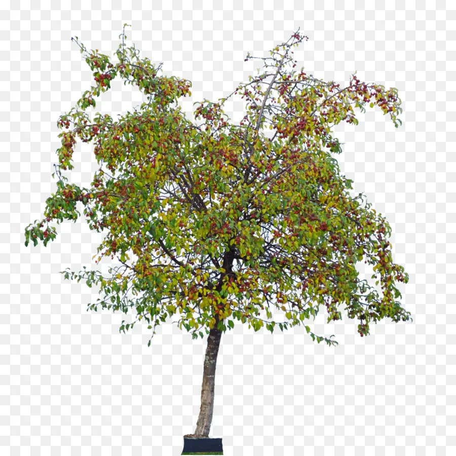 Arbre，Usine PNG