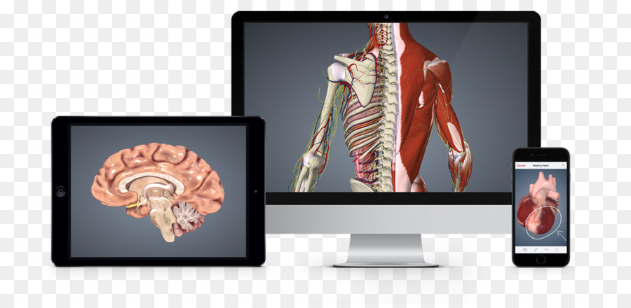 Anatomie，Biodigital PNG