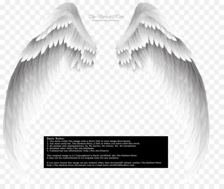 Ailes D'ange Noir，Plumes PNG