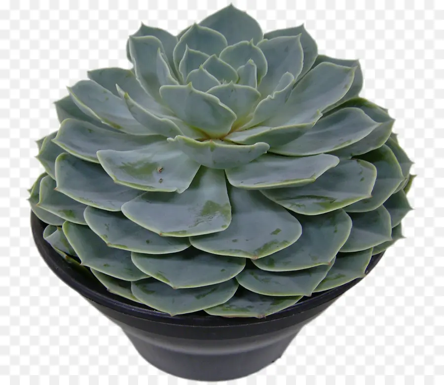 Succulent，Vert PNG