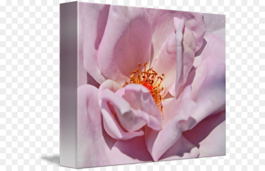 Roses Centifolia，L Art PNG