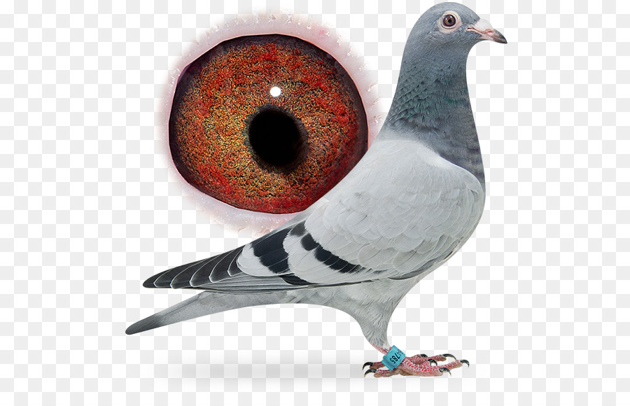 Columbidae，Pigeon Voyageur PNG