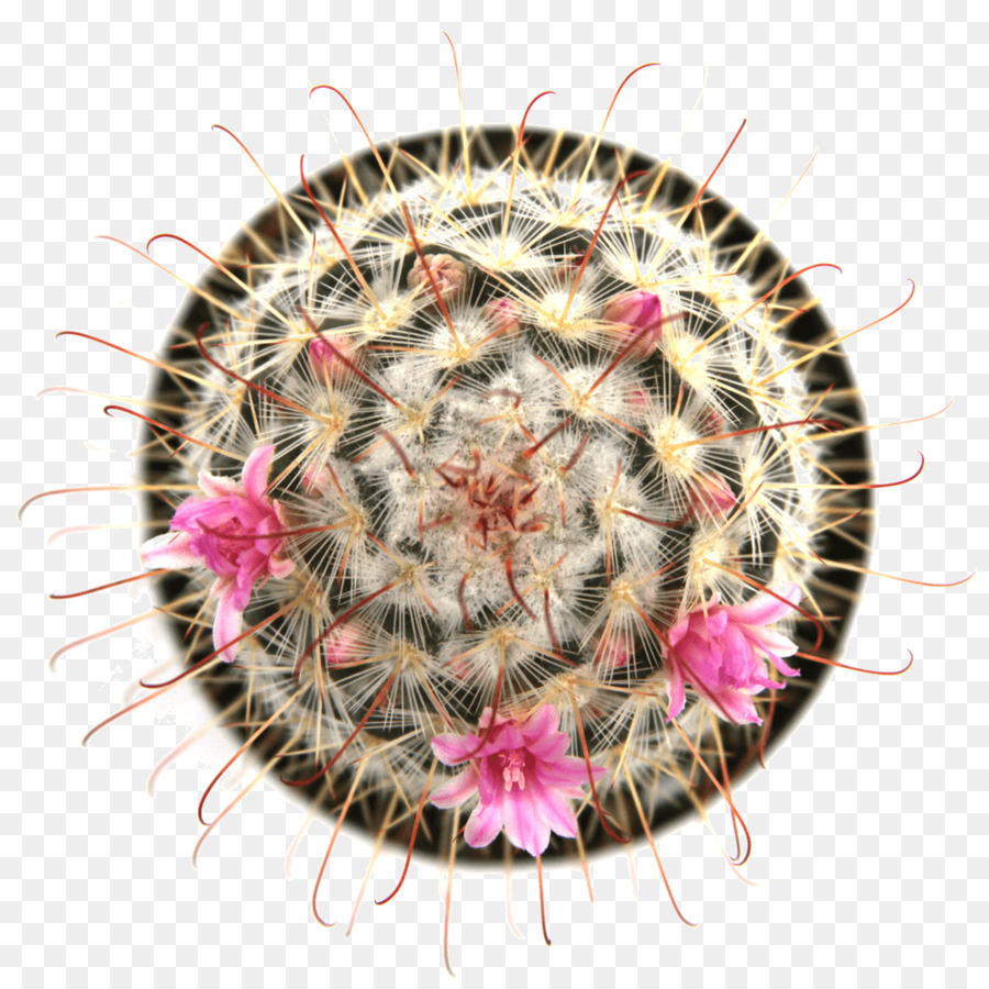 Cactus Avec Des Fleurs，Cactus PNG