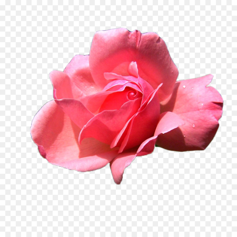 Rose，Floraison PNG