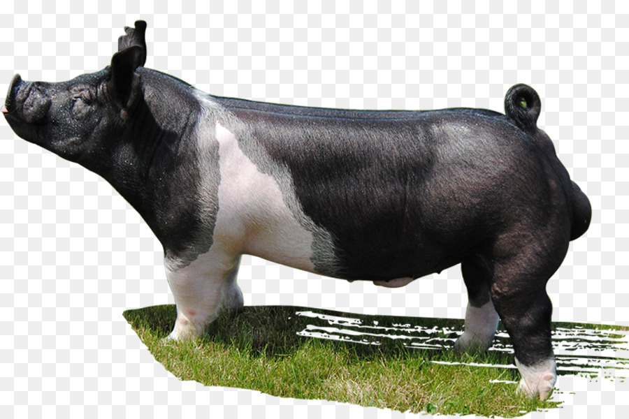 Cochon，Mauck Montrer Porcs PNG