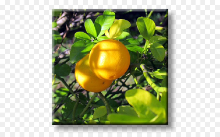 Trifoliées Orange，Plante PNG