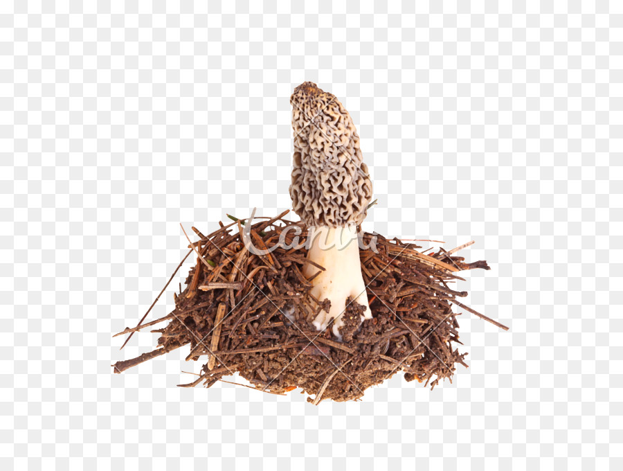 Morchella Esculenta，Sporocarpes PNG