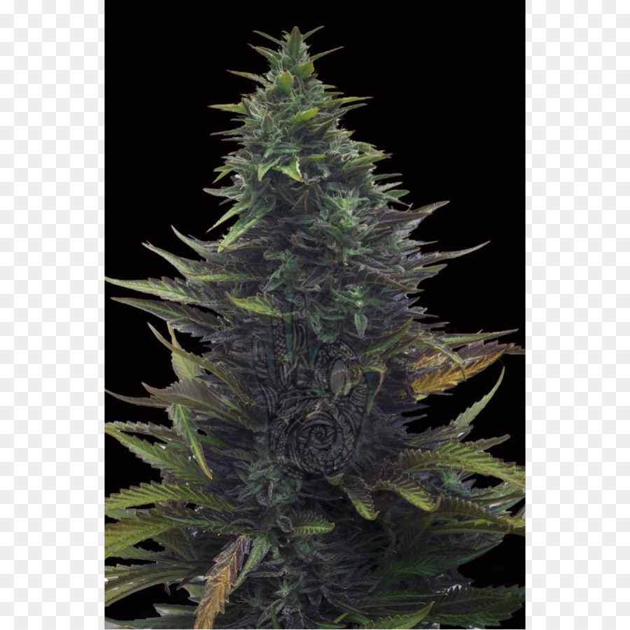 Plante De Cannabis，Feuilles PNG