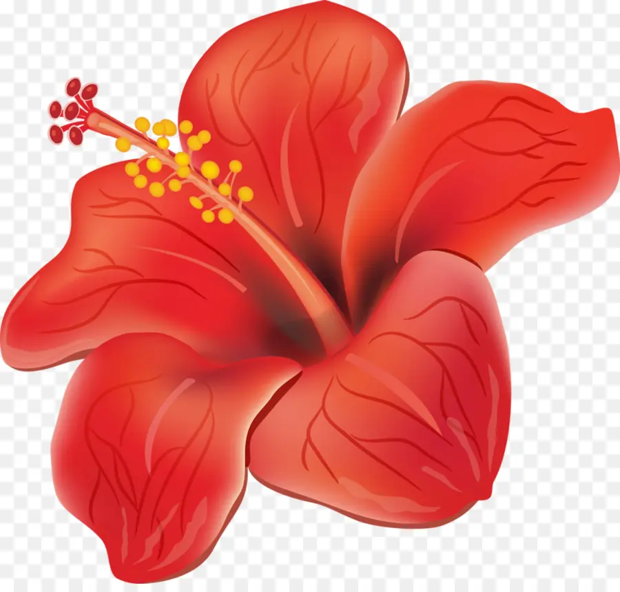 Fleur，Hibiscus PNG