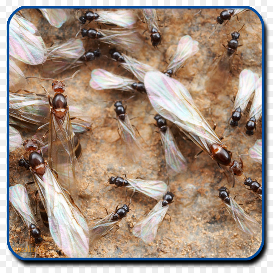 Fourmis Volantes，Fourmis PNG