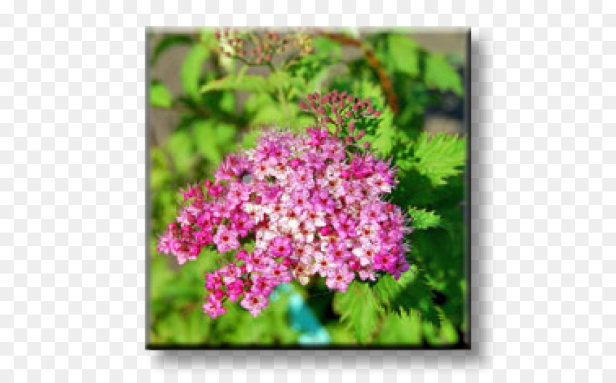 Spiraea Japonica，Arbuste PNG