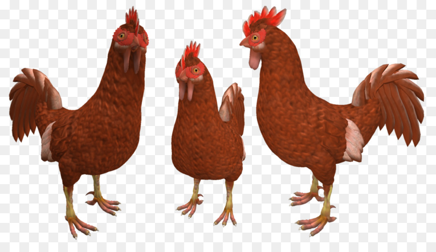 Poulets，Volaille PNG