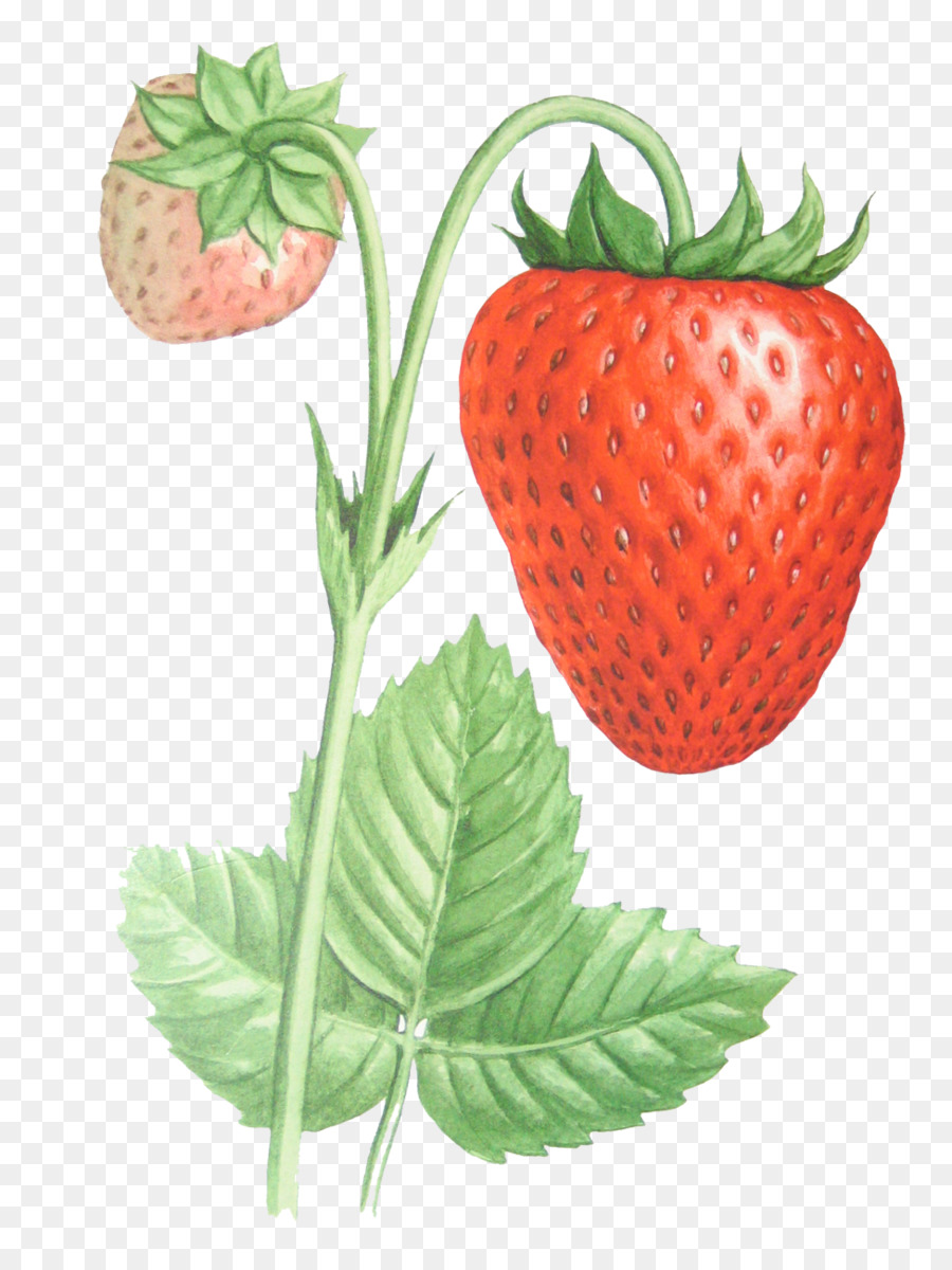 Fraises，Baie PNG