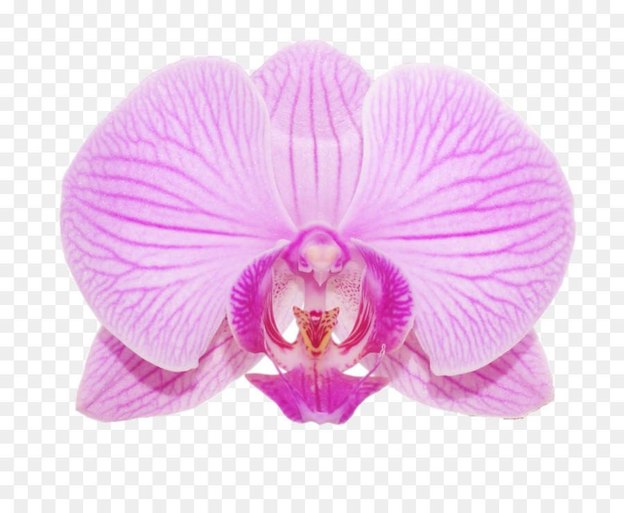 Orchidée，Rose PNG