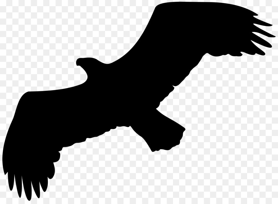 Aigle Silhouette，Faucon PNG