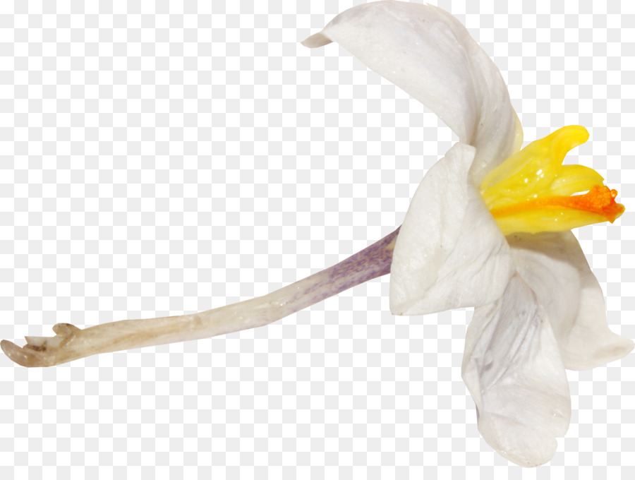 Fleur，Les Fleurs Coupées PNG