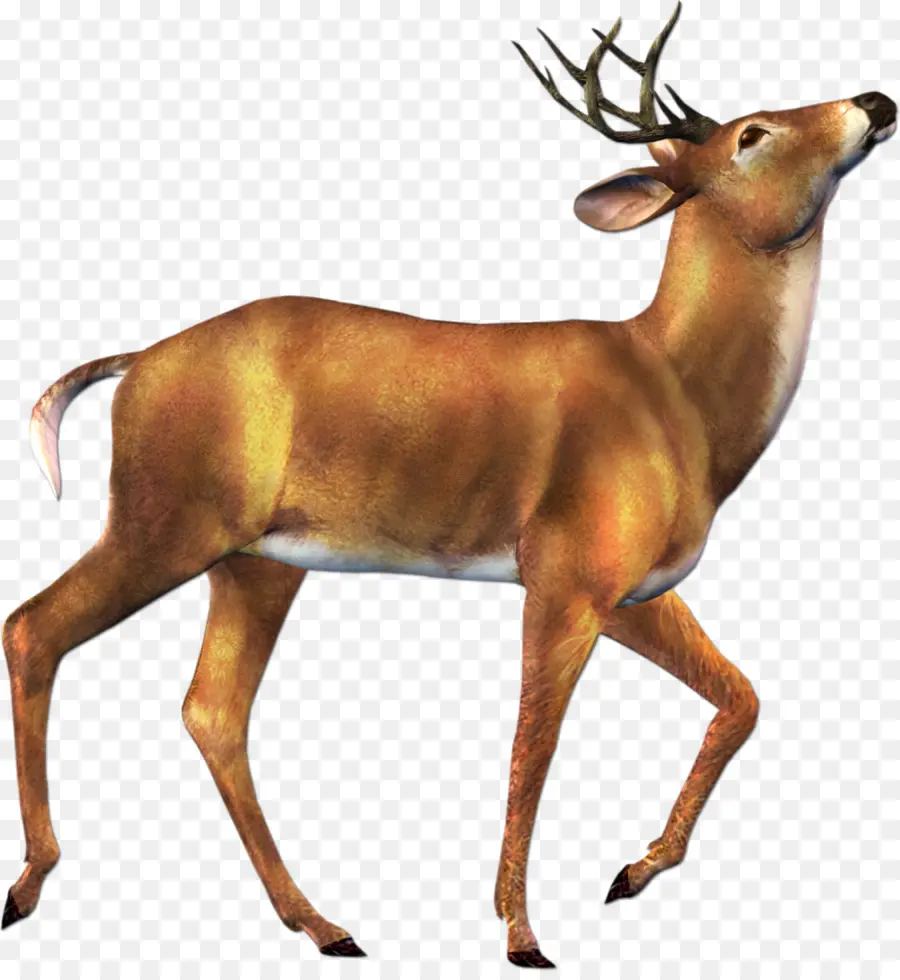 Cerf，Bois PNG